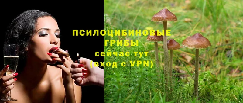 Псилоцибиновые грибы MAGIC MUSHROOMS  Курганинск 